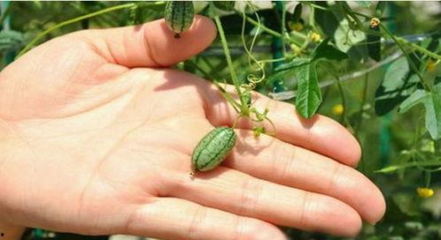 小西瓜吃瓜虫视频播放,趣味科普短视频引发观看热潮