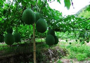 野外的吊瓜可以吃吗视频,揭秘可食用之谜