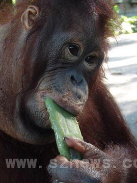 吃瓜模仿猩猩视频,动物界的“喜剧之王”