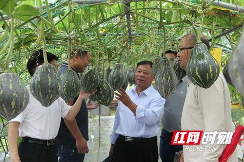 湖南衡阳吃瓜视频,揭秘街头美食背后的故事